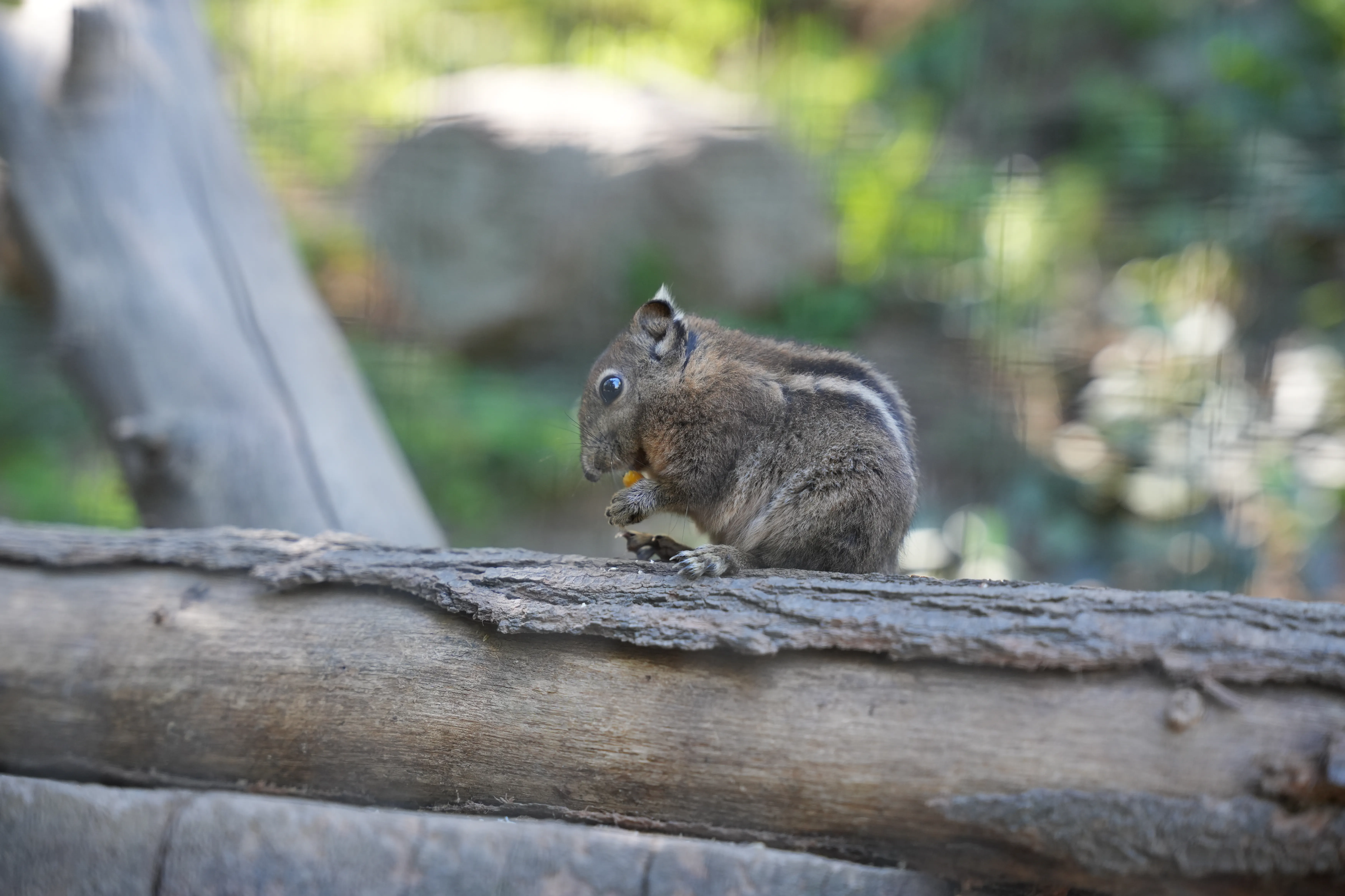 image d'écureuil réalisée par Hope's Glow